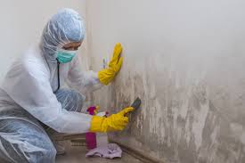 Why You Should Choose Our Mold Remediation Services in Arden Hills, MN